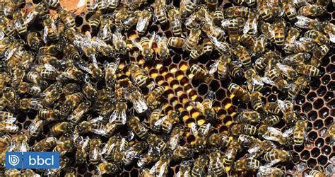 Abejas enterradas bajo ceniza volcánica sobrevivieron después de 50