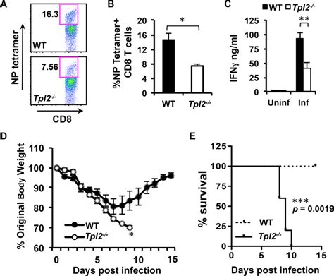 Tpl2 Ablation Limits Antigen Specific Cd8 T Cell Responses And