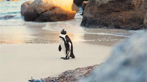 Penguin Videos, Download The BEST Free 4k Stock Video Footage & Penguin ...