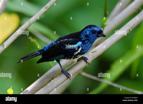 turquoise tanager, tangara turquesa, tanager, bird, blue Stock Photo ...