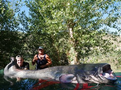 Welsfischen am Ebro mit 14 Ebro Welsen über 2 Meter Extreme Ebrofishing