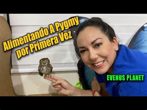 Búho Pigmeo Descubre todo sobre esta pequeña pero fascinante especie