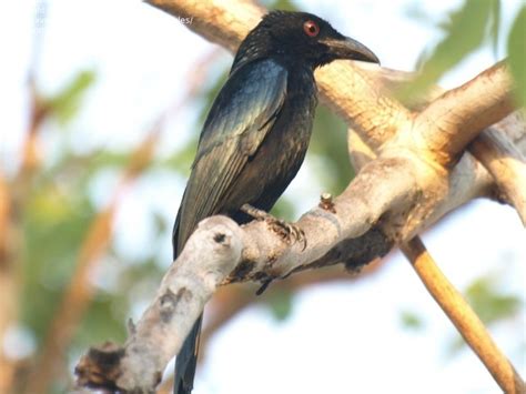 Birdfiles Pictures Spangled Drongo Dicrurus Bracteatus By Davidmules