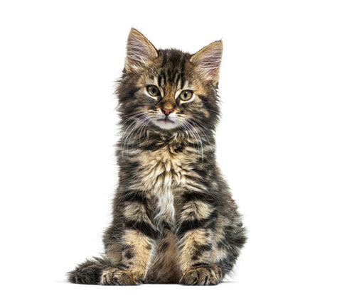 Chaton Maine Coon neuf semaines assis isolé sur blanc | Photo Premium