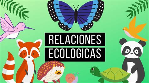 Relaciones Ecológicas Youtube