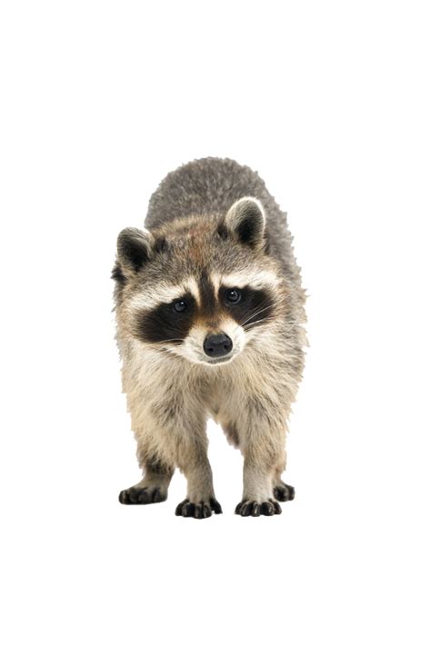 Raccoon Cuteness Icon - raccoon png download - 600*900 - Free ...