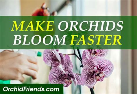 How to Make Orchids Bloom Faster - Orchid Friends