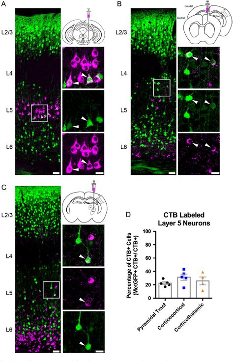 Figure From Developmental Connectivity And Molecular Phenotypes Of