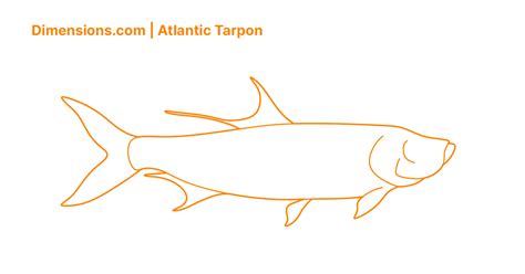 Atlantic Tarpon Dimensions & Drawings | Dimensions.com