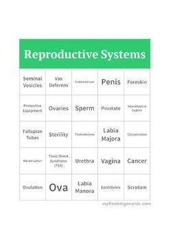 Male And Female Reproductive Systems Bingo By Fcsfortoday Tpt