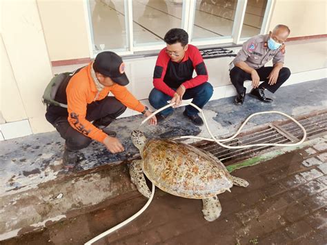 Penyu Hijau Salah Satu Satwa Langka Terdampar Di Pintu Air Thp