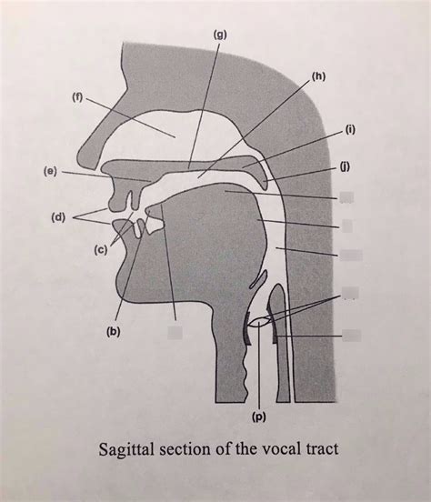 Sagittal section of the vocal tract Diagram | Quizlet