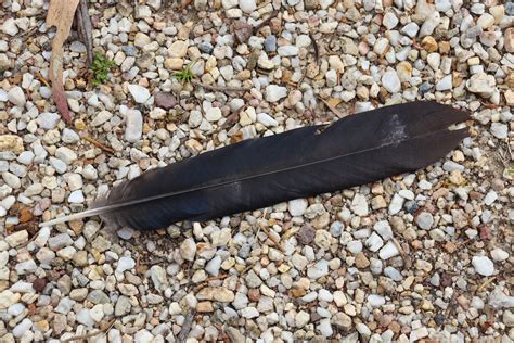 Black Feather Meaning And Symbolism Color Meanings