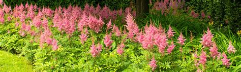 Astilbe Conseils De Plantation Et Entretien