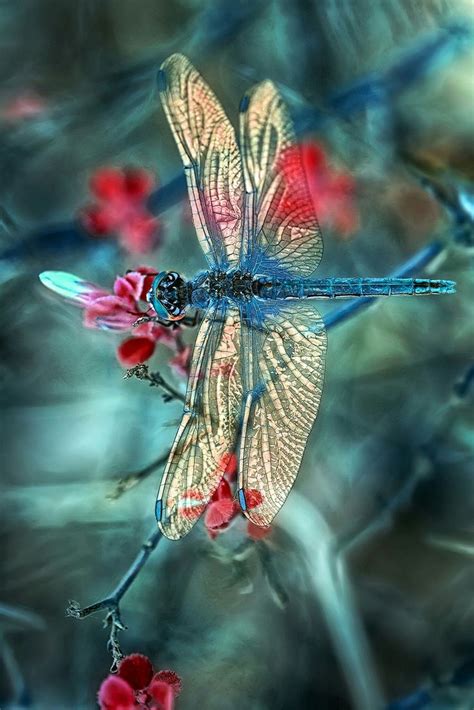 A Dragonfly Sitting On Top Of A Branch With Red Flowers In The Foreground