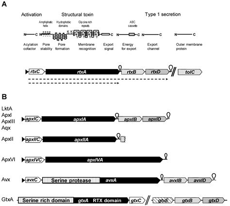 Toxins Free Full Text Rtx Toxins Of Animal Pathogens And Their Role