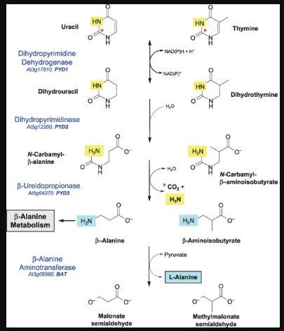 Catabolism of pyrimidine - New