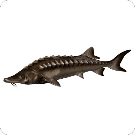 Sturgeon – Digital Fish Art