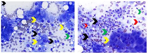 Color Atlas Of Canine And Feline Liver Cytology MSPCA Angell