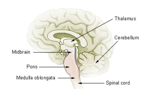 Mesencephalon - Midbrain Function and Structures