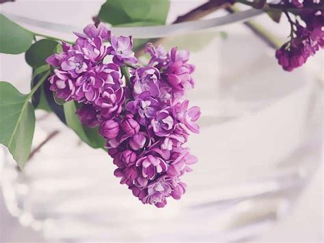 When To Plant Lilac Bushes Planting Guide 2023 Northern Nester