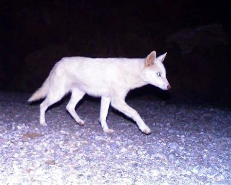 Jackal Albino Animals Albino Dog Albino