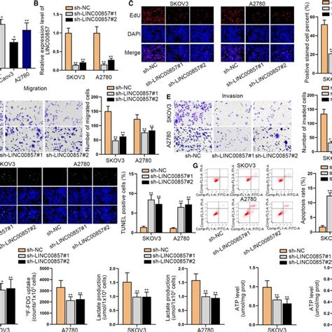 Linc00857 Accelerates Cell Proliferation Migration Invasion And Download Scientific Diagram