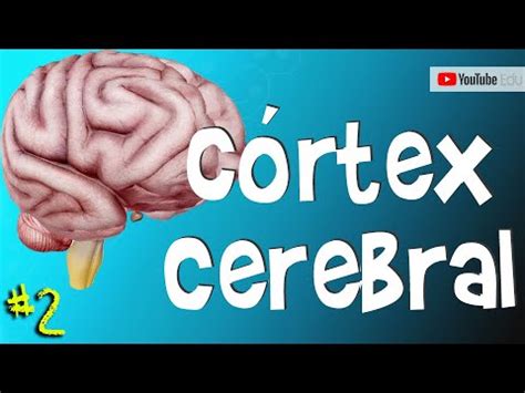 C Rtex Cerebral Anatomia Em D Rog Rio Souza Minicurso Dia Youtube