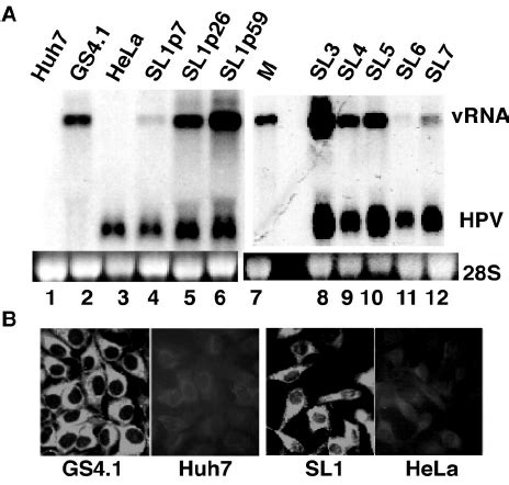 Replication Of HCV Subgenomic Replicons In HeLa Cells A Detection Of