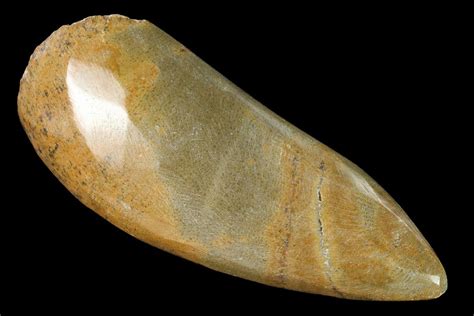 4.1" Polished Fossil Horn Coral - Morocco (#142702) For Sale ...