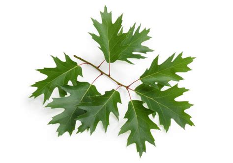 Red Oak Leaf Stock Photos Pictures And Royalty Free Images Istock