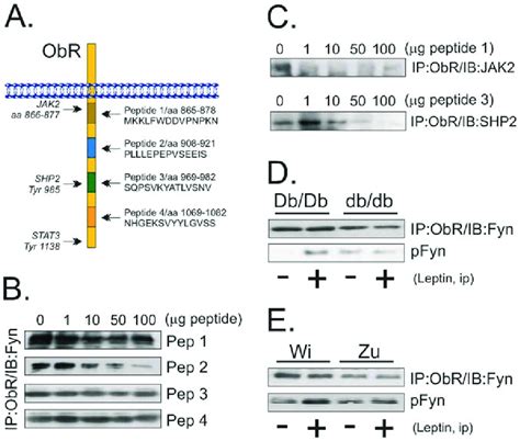 Exploring The Fyn Obr Association A Four Different Peptides