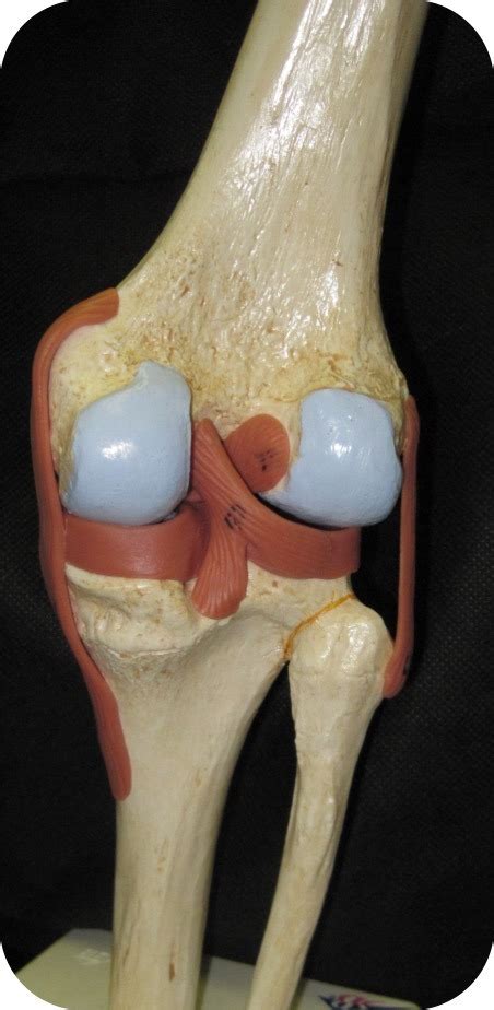 Knee Joints Posterior Diagram Quizlet