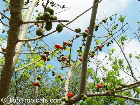 Spondias Purpurea Purple Mombin Hog Plum Ciruela Jocote