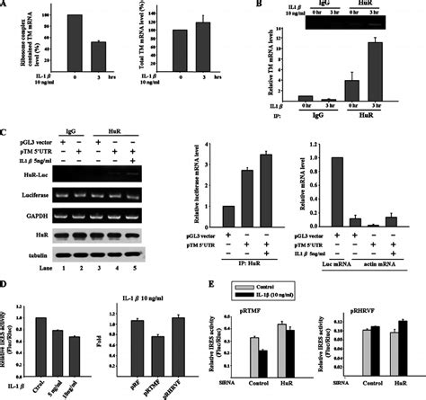 IL 1 stimulates the binding of HuR to TM 5 Ј UTR and represses TM