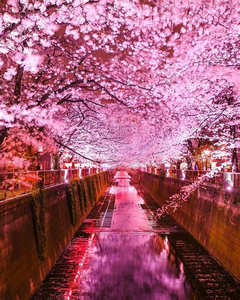 kamakuracafe中目黒の夜桜 The Nakameguro Cherry Blossom Festival location Tokyo, Japan ... Pink ...