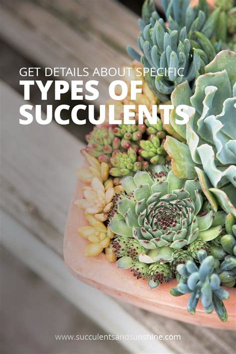 Types of succulent plants with pictures – Artofit