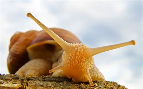 Download Animal Snail Hd Wallpaper