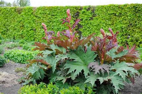 Rheum Palmatum Chinese Rhubarb