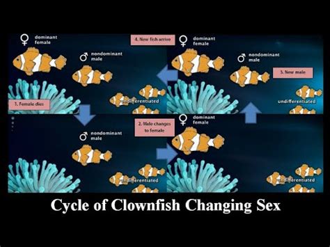 Sex Reversal In Clownfish YouTube