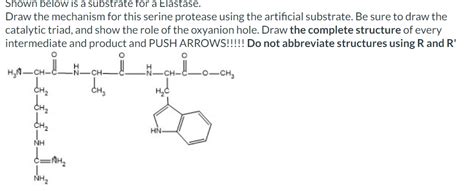 Solved Shown Below Is A Substrate For A Elastase Draw The Chegg