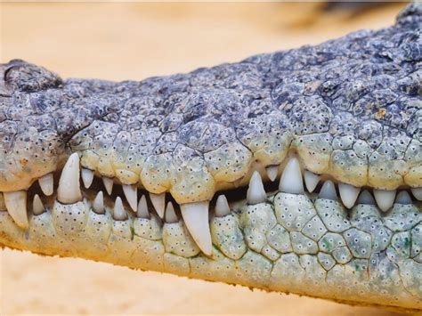 Quantos Dentes Tem Um Crocodilo - Crocodilos: de que se alimentam? - Meus Animais