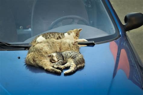 Cats And Car Cats Car Animals