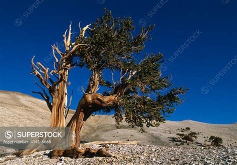 Great Basin Bristlecone Pine Pinus Longaeva At White Mountains