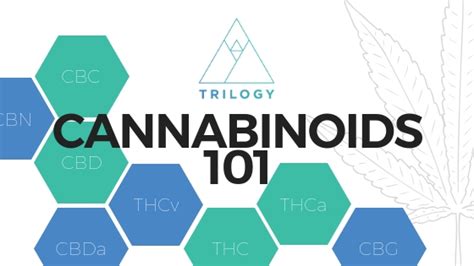 Cannabinoids 101 A Beginner S Guide To Cannabis Compounds Trilogy Health