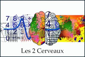 Cerveau Gauche Cerveau Droit B Provence