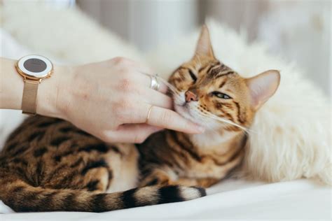 What's The Best Food For Bengal Cats? 10 Paw-Licking Picks