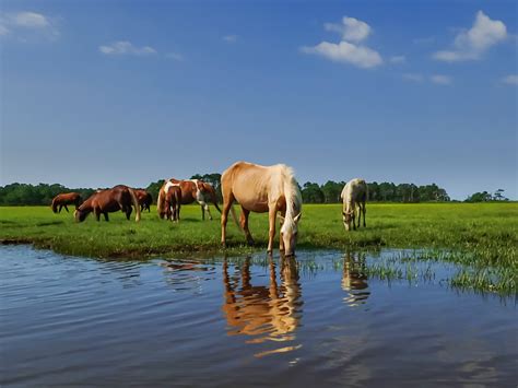 Chincoteague, Virginia - Mary Presson Roberts Photography