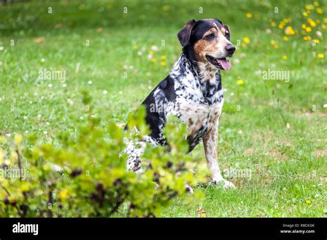 Spotted Dog High Resolution Stock Photography And Images Alamy