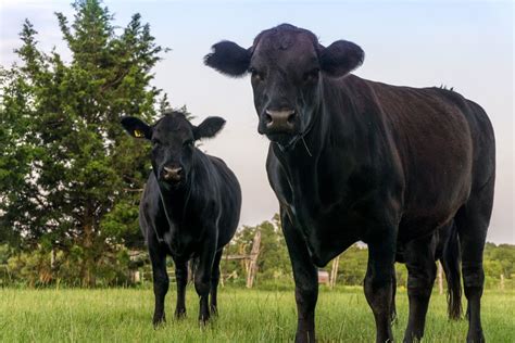 Behind Grass Fed Angus Beef Farming Kai Wagyu